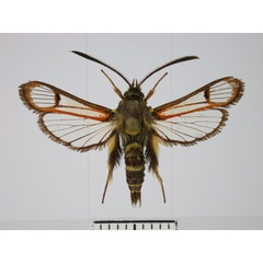 /filer/webapps/moths/media/images/L/luteopunctata_Monopetalotaxis_PTM_TMSA.jpg
