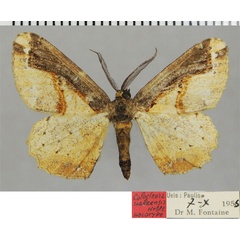 /filer/webapps/moths/media/images/U/ueleensis_Colocleora_HT_ZSMa.jpg