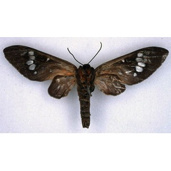 /filer/webapps/moths/media/images/U/umbra_Balacra_HT_BMNH_02.jpg