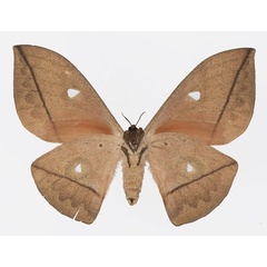 /filer/webapps/moths/media/images/N/niepelti_Lobobunaea_AF_Basquinb.jpg