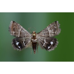 /filer/webapps/moths/media/images/B/bolinia_Eublemma_A_Butler.jpg