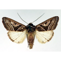 /filer/webapps/moths/media/images/M/malagasa_Conservula_AM_Aulombard.jpg