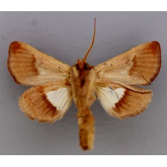 /filer/webapps/moths/media/images/S/seydeli_Plusiophaes_HT_RMCA_04.jpg