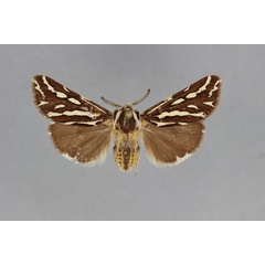 /filer/webapps/moths/media/images/B/bomfordi_Paralacydes_PT_BMNH.jpg