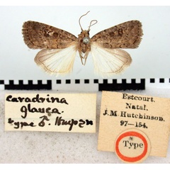 /filer/webapps/moths/media/images/G/glauca_Caradrina_ST_BMNH.jpg
