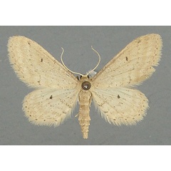 /filer/webapps/moths/media/images/T/trissosemia_Idaea_AM_TMSA.jpg