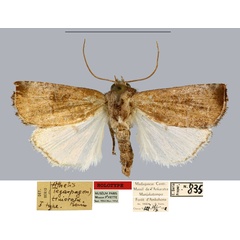 /filer/webapps/moths/media/images/T/timorosa_Athetis_HT_MNHN.jpg
