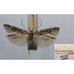 /filer/webapps/moths/media/images/A/anisogrisea_Neotelphusa_PT_TMSA.jpg