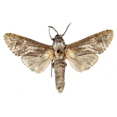 /filer/webapps/moths/media/images/W/witti_Afrikanetz_HT_MWM.jpg