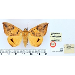 /filer/webapps/moths/media/images/M/maculilinea_Heliophisma_HT_BMNH.jpg