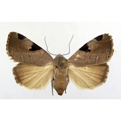 /filer/webapps/moths/media/images/C/clearchus_Honeyia_AF_ISEA.jpg