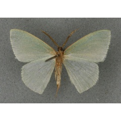 /filer/webapps/moths/media/images/S/suarezi_Heterorachis_HT_BMNHb.jpg
