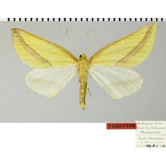/filer/webapps/moths/media/images/T/tenera_Epigynopteryx_PTF_ZSM.jpg