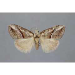 /filer/webapps/moths/media/images/G/gladstonei_Meganola_A_BMNH.jpg