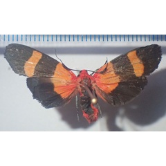 /filer/webapps/moths/media/images/T/tricolor_Isorropus_AM_Bippus.jpg