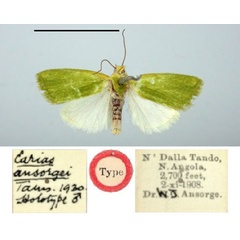 /filer/webapps/moths/media/images/A/ansorgei_Earias_HT_BMNH.jpg