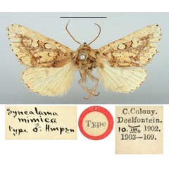 /filer/webapps/moths/media/images/M/mimica_Syncalama_HT_BMNH.jpg