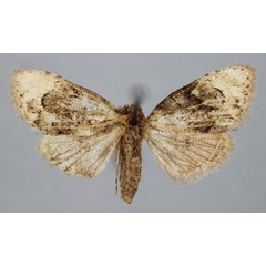 /filer/webapps/moths/media/images/F/funebralis_Meganola_PT_BMNH.jpg