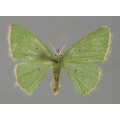 /filer/webapps/moths/media/images/S/subsimplex_Comostolopsis_A_ZSM_01.jpg