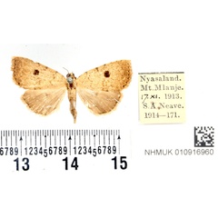 /filer/webapps/moths/media/images/N/nyasica_Oglasodes_PTF_BMNH.jpg