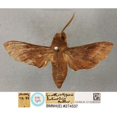 /filer/webapps/moths/media/images/L/laticornis_Gnathostypsis_STF_BMNH.jpg