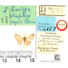 /filer/webapps/moths/media/images/S/simplex_Enispa_HT_BMNH.jpg