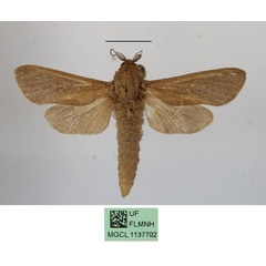 /filer/webapps/moths/media/images/O/okovangae_Phragmataecia_A_MGCLa.JPG