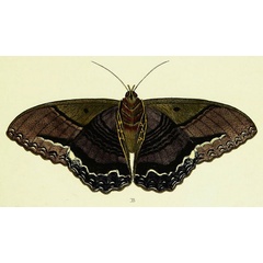 /filer/webapps/moths/media/images/A/agarista_Ascalapha_Cramer2_170_B.jpg