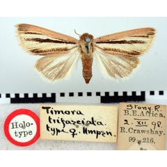 /filer/webapps/moths/media/images/T/trifasciata_Timora_HT_BMNH.jpg
