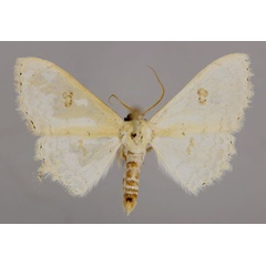 /filer/webapps/moths/media/images/P/pythiaria_Somatina_A_ZSM_01.jpg