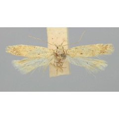 /filer/webapps/moths/media/images/O/obsoletella_Scrobipalpa_AF_TMSA.jpg