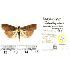 /filer/webapps/moths/media/images/C/camerounica_Tathorhynchus_PTM_BMNH.jpg