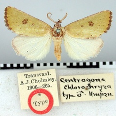 /filer/webapps/moths/media/images/C/chlorochrysa_Centrogone_HT_BMNH.jpg