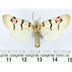 /filer/webapps/moths/media/images/M/mossambicensis_Diaphone_AM_BMNH.jpg