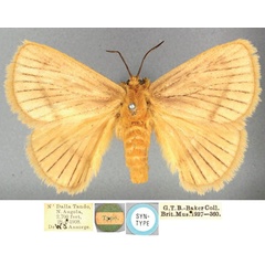 /filer/webapps/moths/media/images/A/ansorgei_Diquishia_PLT_BMNH.jpg