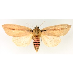 /filer/webapps/moths/media/images/S/sesamiodes_Paragria_AF_TMSA_01.jpg