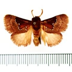 /filer/webapps/moths/media/images/A/argentolineata_Brachia_AM_BMNH_02.jpg
