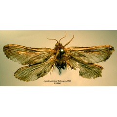 /filer/webapps/moths/media/images/A/antarcticus_Antihepialus_HT_SNHM.jpg