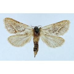 /filer/webapps/moths/media/images/O/orthocosma_Eudalaca_AF_TMSA.jpg
