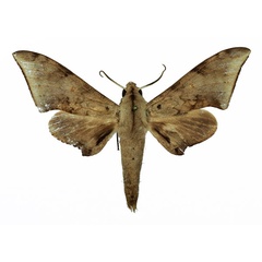 /filer/webapps/moths/media/images/R/retusus_Polyptychus_AM_Basquin_06.jpg