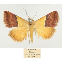/filer/webapps/moths/media/images/A/anachoresis_Eublemma_AM_BMNH.jpg