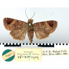 /filer/webapps/moths/media/images/B/brunneaplagata_Elydna_HT_BMNH.jpg