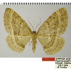 /filer/webapps/moths/media/images/G/grandis_Asthenotricha_HT_ZSMa.jpg