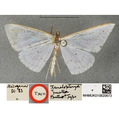 /filer/webapps/moths/media/images/P/puella_Zanclopteryx_HT_BMNH.jpg