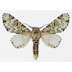 /filer/webapps/moths/media/images/C/callipona_Thiacidas_AM_Basquin.jpg