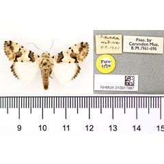 /filer/webapps/moths/media/images/E/eudela_Halochroa_AM_BMNH.jpg