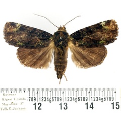 /filer/webapps/moths/media/images/P/polygrapha_Hesperochroa_AM_BMNH.jpg