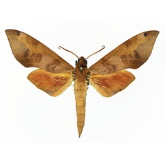 /filer/webapps/moths/media/images/F/formosa_Phylloxiphia_AM_Basquin.jpg