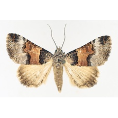 /filer/webapps/moths/media/images/L/leucoptera_Tytroca_AM_TMSA_01.jpg