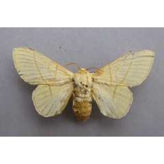 /filer/webapps/moths/media/images/M/monteiroi_Trichopisthia_AF_Baron.jpg